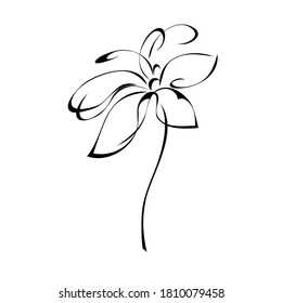 one stylized blooming flower on a short stalk without leaves in black lines on a white background