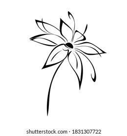 one stylized blooming flower on a short stalk without leaves in black lines on a white background