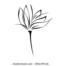 one stylized blooming flower on a short stalk without leaves in black lines on a white background