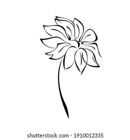 one stylized blooming flower on a short stalk without leaves in black lines on a white background