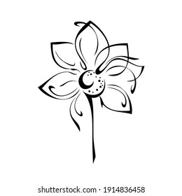 one stylized blooming flower on a short stalk without leaves in black lines on a white background