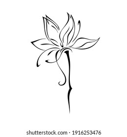 Flower Line Art Drawing Botanical Line Stock Illustration 2038638875