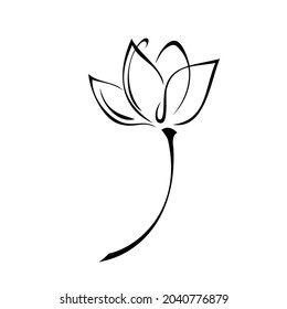 one stylized blooming flower on a short stalk without leaves in black lines on a white background