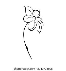 one stylized blooming flower on a short stalk without leaves in black lines on a white background