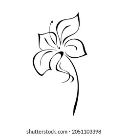 one stylized blooming flower on a short stalk without leaves in black lines on a white background