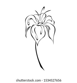 one stylized flower with large petals on a short stalk in black lines on a white background