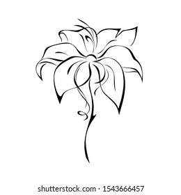 one stylized flower with large petals on a short stalk in black lines on a white background