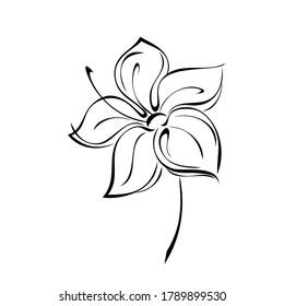 eine stylische Blume mit großen Blütenblättern auf einem kurzen Stiel in schwarzen Linien auf weißem Hintergrund