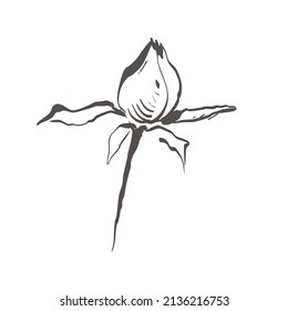 one stylized rose Bud on a short stem hand drawn sketch in black lines on a white background