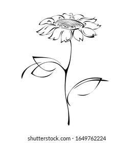 one stylized sunflower on a stalk with leaves in black lines on a white background