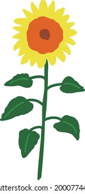 One sunflower and its leaves
