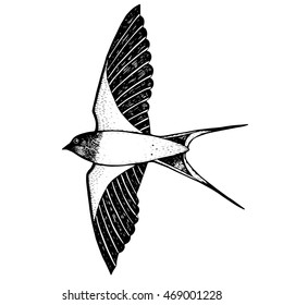 One swallow flies, ink drawing, isolated on white