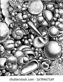 One third of the sea bottom covered with a soft gray ooze or mud made up entirely of the shells of minute animals that live in the surface waters, vintage line drawing or engraving illustration.