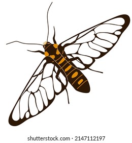 Eine Tigermotte mit offenen Flügeln. Rute ungewöhnliche Insekten. Von oben anzeigen. Vektorgrafik einzeln auf weißem Hintergrund