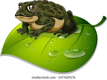 One toad on green leaf on white background illustration
