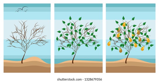 One tree in different periods of the year. Pear tree in autumn, spring and summer. Vector illustration