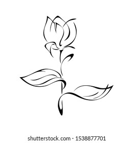 one Tulip Bud on a stem with leaves in black lines on white background