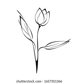 un Tulip Bud sobre un tallo con hojas en líneas negras sobre fondo blanco