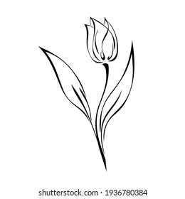 one Tulip Bud on a stem with leaves in black lines on white background