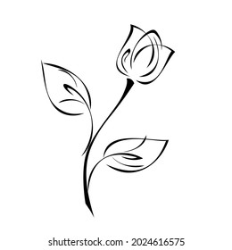 one Tulip Bud on a stem with leaves in black lines on white background