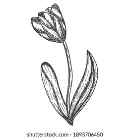 Una flor tulipán. Grabando ilustración vectorial. Borrador de esbozo