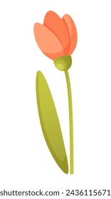 One tulip flower of pink red color with green leaf. Vector illustration of a beautiful spring summer flower. Garden plant, flower for a flower bed, tulip from a florist store.