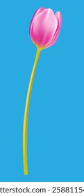 one tulip on a blue background