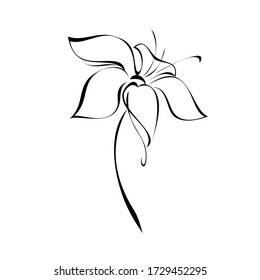one unique stylized blooming flower on a short stalk without leaves in black lines on a white background