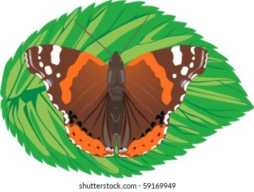 One of the varieties of butterflies sitting on the sheet