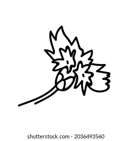 One Vector Botanical Illustration Cornflower with black line on white background.Floral,Summer hand drawn doodle style picture.Designs for packaging,social media,web,cards, posters,invitations.