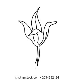 One Vector Botanical Illustration Tulip with black line on white background. Floral, Summer hand drawn doodle style picture. Designs for packaging, social media, web, cards, posters, invitations.