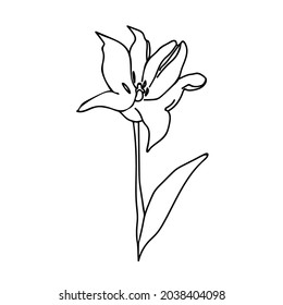 Eine Vektorgrafik Botanischer Illustration mit schwarzer Linie auf weißem Hintergrund. Blumenbild, handgezeichnetes Doodle-Bild im Sommer. Designs für Verpackung, soziale Medien, Web, Karten, Poster, Einladungen.