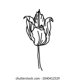One Vector Botanical Illustration Tulip with black line on white background. Floral, Summer hand drawn doodle style picture. Designs for packaging, social media, web, cards, posters, invitations.