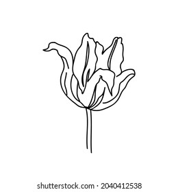Tulipán de ilustración botánica de un vector con línea negra sobre fondo blanco. Floral, imagen de estilo doodle con dibujos a mano de verano. Diseños para embalajes, medios sociales, web, tarjetas, afiches, invitaciones.