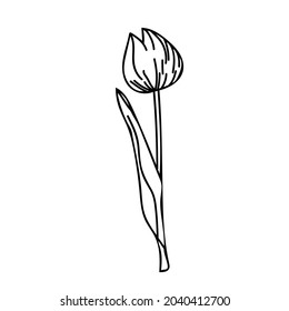 One Vector Botanical Illustration Tulip with black line on white background. Floral, Summer hand drawn doodle style picture. Designs for packaging, social media, web, cards, posters, invitations.