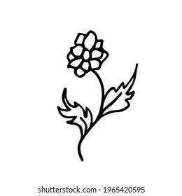 One vector flower with two leaves drawn by hand on a white background is isolated.