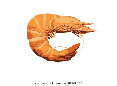 one vector prawn on a white background