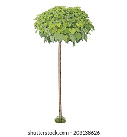 One vector tree isolated on white background