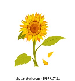 Un girasol vector amarillo-naranja con hojas verdes. Ilustración tipo caricatura, aislada en un fondo blanco