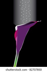 one violet calla on black background