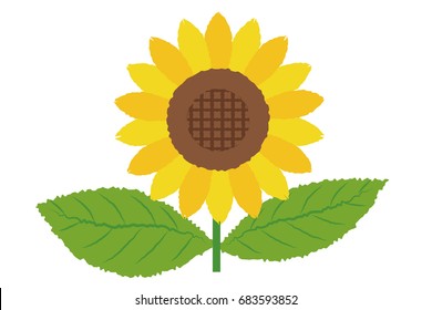 One white background illustration of sunflower, vector data