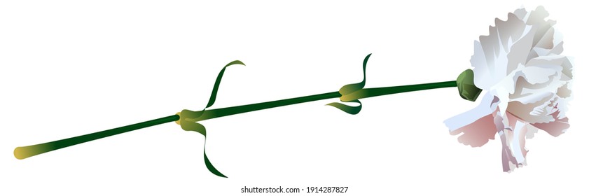 One white carnation flower isolated on white background. Vector illustration