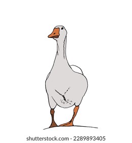 One white goose, hand-drawn, front view. A poultry with a long neck, drawn in the style of doodles. Vector illustration of EPS10.