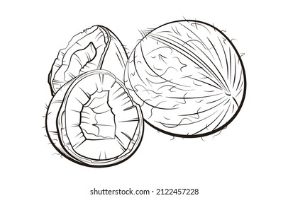 un coco entero y una ilustración del vector de coco abierto