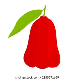 One whole rose apple fruit with green leaf isolated on white background. Vector illustration of fruit concept
