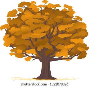 One wide massive old oak tree with orange leaves isolated illustration, majestic oak with a rough trunk and big crown