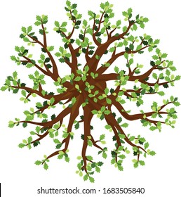 One wide massive old oak tree with green leaves on top view isolated illustration, majestic oak with big circle crown on birds-eye view