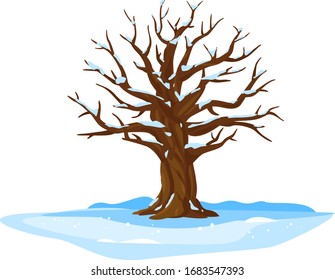 Un enorme roble viejo con nieve sobre ramas aislado ilustración, majestuoso roble sin folios con un maletero grueso y gran corona en invierno alrededor de la nieve