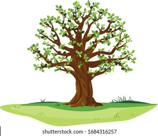 One wide massive old oak tree with green leaves and acorns isolated illustration, majestic oak with a rough trunk and big crown on green meadow with grass in summer day isolated