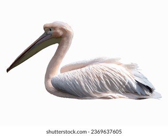 One wild pelican bird on a white background. Illustration of a pink pelican on a white background